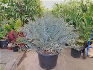 ENCEPHALARTOS LEHMANNII RARE BLUE SOUTH AFRICAN CYCAD FOR FULL COASTAL SUN