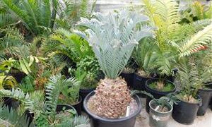 ENCEPHALARTOS LEHMANNII RARE BLUE SOUTH AFRICAN CYCAD FOR FULL COASTAL SUN