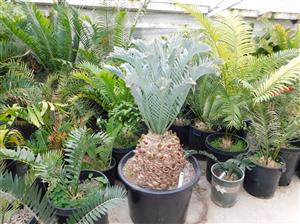 ENCEPHALARTOS LEHMANNII RARE BLUE SOUTH AFRICAN CYCAD FOR FULL COASTAL SUN