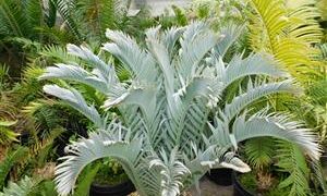ENCEPHALARTOS LEHMANNII RARE BLUE SOUTH AFRICAN CYCAD FOR FULL COASTAL SUN OFFERING OF SIXTY YEAR OLD SPECIMEN CYCAD