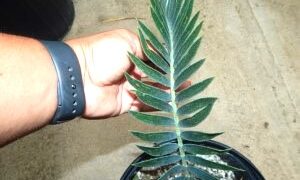 ENCEPHALARTOS LONGIFOLIUS – BLUE FORM MEDIUM TO LARGE RARE SOUTH AFRICAN CYCAD