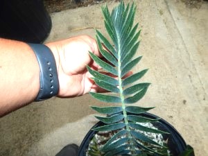 ENCEPHALARTOS LONGIFOLIUS – BLUE FORM MEDIUM TO LARGE RARE SOUTH AFRICAN CYCAD
