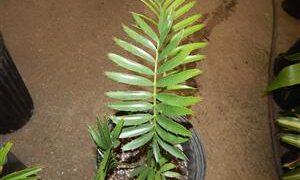 SUPER UNUSUAL ENCEPHALARTOS HYBRID F2 HYBRID WITH E. WOODII POLLEN