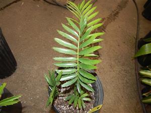 SUPER UNUSUAL ENCEPHALARTOS HYBRID F2 HYBRID WITH E. WOODII POLLEN