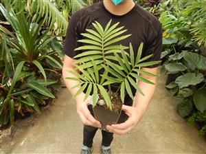 ENCEPHALARTOS PAUCIDENTATUS MEDIUM TO LARGE RARE SOUTH AFRICAN CYCAD
