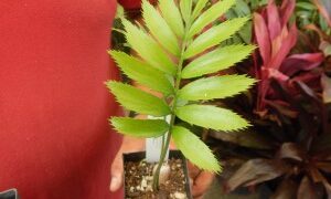 ENCEPHALARTOS TRANSVENOSUS LARGE SOUTH AFRICAN CYCAD SPECIES