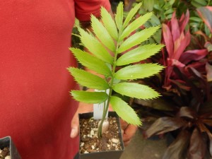 ENCEPHALARTOS TRANSVENOSUS LARGE SOUTH AFRICAN CYCAD SPECIES