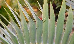 ENCEPHALARTOS TRISPINOSUS BLUE SOUTH AFRICAN CYCAD