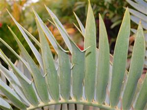 ENCEPHALARTOS TRISPINOSUS BLUE SOUTH AFRICAN CYCAD