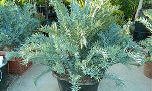 ENCEPHALARTOS TRISPINOSUS BLUE SOUTH AFRICAN CYCAD