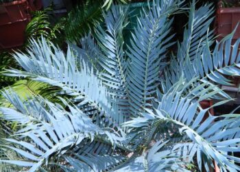 ENCEPHALARTOS TRISPINOSUS BLUE SOUTH AFRICAN CYCAD