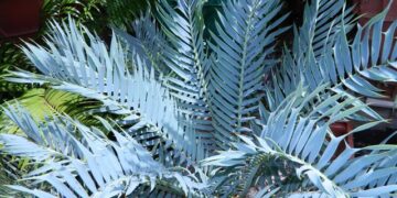 ENCEPHALARTOS TRISPINOSUS BLUE SOUTH AFRICAN CYCAD