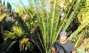 ENCEPHALARTOS WHITELOCKII LARGER CENTRAL AFRICAN CYCAD WITH LONG UPRIGHT LEAVES