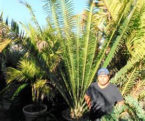 ENCEPHALARTOS WHITELOCKII LARGER CENTRAL AFRICAN CYCAD WITH LONG UPRIGHT LEAVES