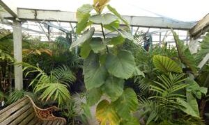 FICUS UMBELLATA INTERIOR / EXTERIOR PLANT WITH LARGE ROUND LEAVES