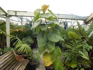 FICUS UMBELLATA INTERIOR / EXTERIOR PLANT WITH LARGE ROUND LEAVES