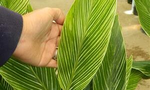 PINSTRIPE GINGER DWARF GINGER WITH WHITE ON GREEN STRIPED LEAVES