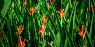 HELICONIA PSITTACORUM ANDROMEDA A RARE DWARF HELICONIA WITH ORANGE BLOSSOMS