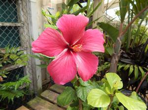 HIBISCUS MIDNIGHT RED BLOSSOM