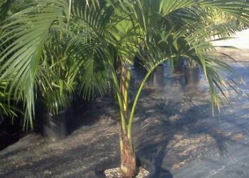 HOWEA BELMOREANA THE SENTRY OR UMBRELLA PALM