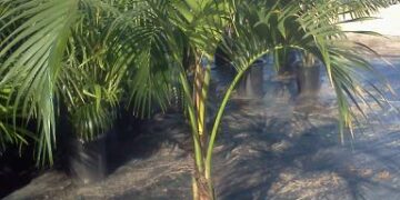 HOWEA BELMOREANA THE SENTRY OR UMBRELLA PALM