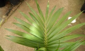 HOWEA BELMOREANA THE SENTRY OR UMBRELLA PALM