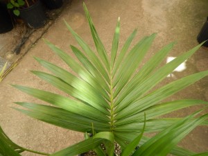 HOWEA BELMOREANA THE SENTRY OR UMBRELLA PALM