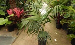 HOWEA FORSTERIANA THE KENTIA PALM