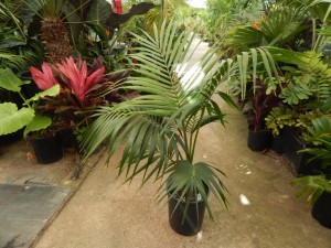 HOWEA FORSTERIANA THE KENTIA PALM