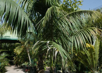 TALL INTERIOR QUALITY KENTIA PALMS HOWEA FORSTERIANA