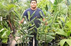 KAHILI GINGER HEDYCHIUM GARDNERIANUM