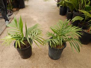 KENTIOPSIS OLIVIFORMIS A GREAT CROWN SHAFTED PALM