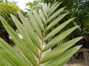 LACCOSPADIX AUSTRALASICA SUCKERING OR SINGLE TRUNK PINNATE PALM
