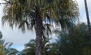 LIVISTONA DECIPIENS – AKA LIVISTONA DECORA THIN TRUNK AUSTRALIAN FAN PALM