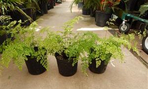 MAIDENHAIR FERN GENUS ADIANTUM