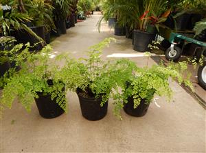 MAIDENHAIR FERN GENUS ADIANTUM