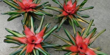 ASSORTED NEOROGELIA BROMELIADS – 6 INCH POTS ALMOST EVERY COLOR IMAGINABLE