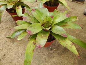 RED SPECKLED LEAF BROMELIADS NEOROGELIA SPECIES GOOD FOR FILTERED LIGHT OR SUN ALONG THE COAST