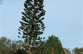ARAUCARIA HETEROPHYLLA THE NORFOLK ISLAND PINE OR STAR PINE