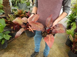 PHILODENDRON McCOLLEYS FINALE