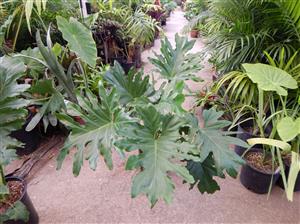 PHILODENDRON SELLOUM AKA PHILODEDRON BIPINNATIFIDUM