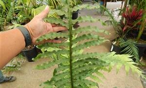 PHLEBODIUM SPECIES FURRY RHIZOMES THAT CRAWL