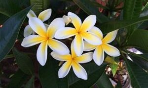 PLUMERIA PLANTS LARGE ONE  GALLON AVAILABLE PRETTY AND DESIRABLE VARIETIES
