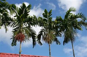PTYCHOSPERMA SALOMONENSE QUICK GROWING, CROWN SHAFTED