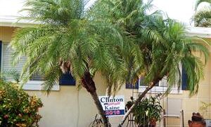 PHOENIX ROEBELENII THE PYGMY DATE PALM