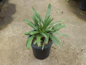 RHAPIDOPHYLLUM HYSTRIX THE NEEDLE PALM