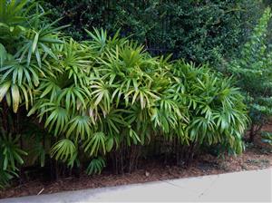 RHAPIS EXCELSA THE LADY PALM
