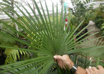 RHAPIS MULTIFIDA A RARE TYPE OF LADY PALM MUCH PRETTIER THAN REGULAR RHAPIS EXCELSA
