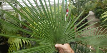 RHAPIS MULTIFIDA A RARE TYPE OF LADY PALM MUCH PRETTIER THAN REGULAR RHAPIS EXCELSA