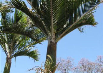 RHOPALOSTYLIS SAPIDA THE NIKAU PALM